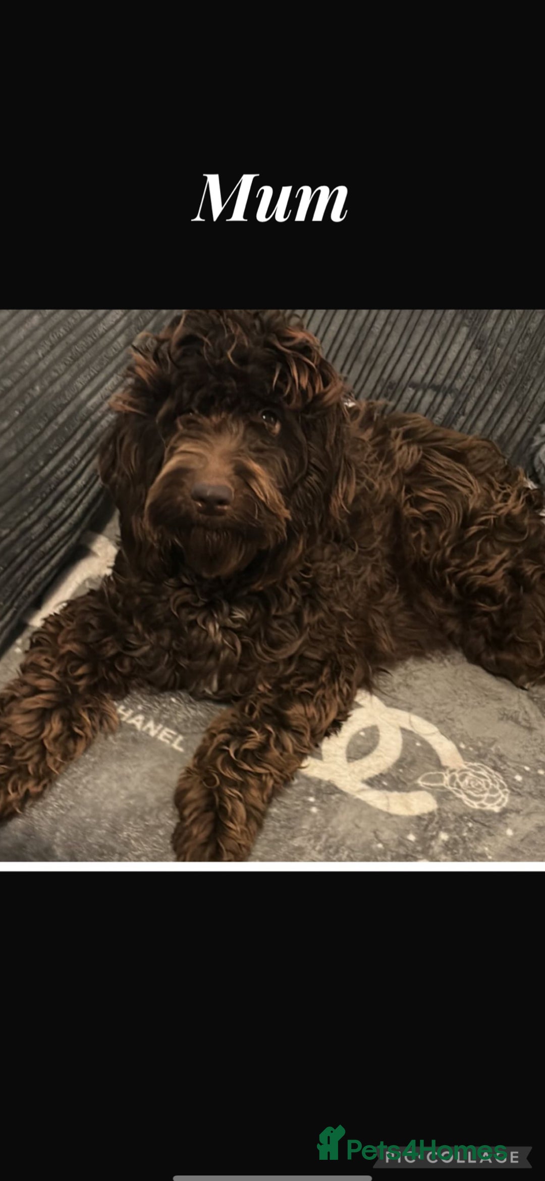 Cockapoo dogs for sale: Cockerpoo pups for sale - Image 2