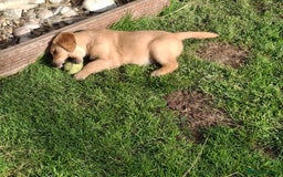 Golden Retriever dogs for sale: Working golden retriever puppies  - Image 5