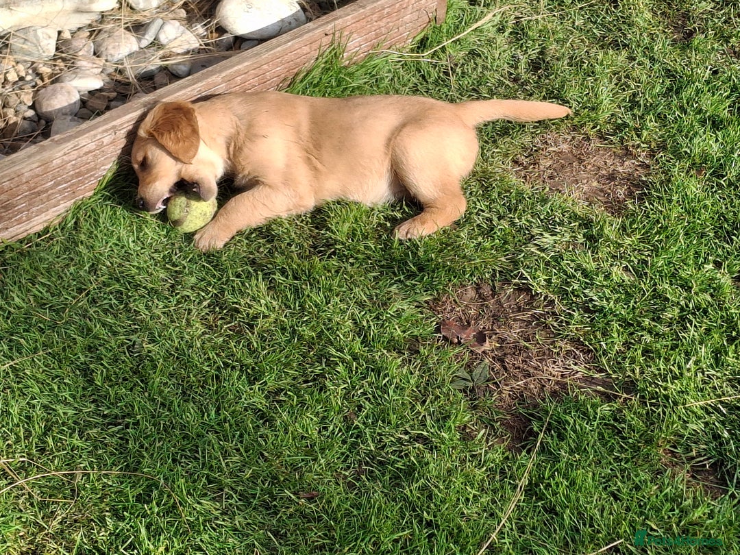 Golden Retriever dogs for sale: Working golden retriever puppies  - Image 5