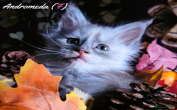 Maine Coon cats for sale: TICA Registered Kittens for Sale  - Image 21