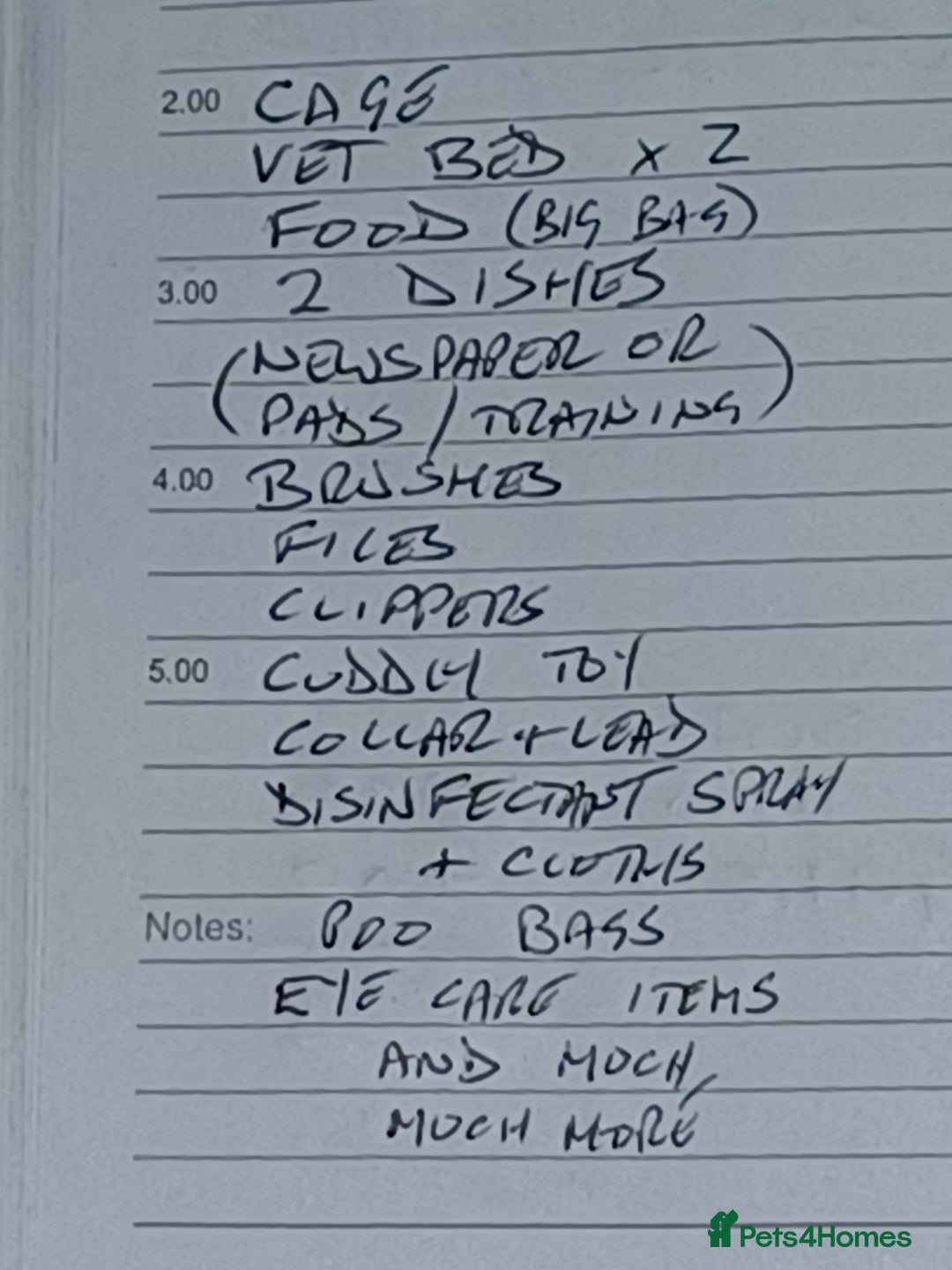 Shih Tzu dogs for sale: SHIH TZU litter. Ready 15/01/2026 - Advert 6