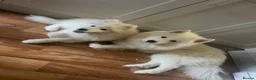 Samoyed dogs for stud:  SAMOYED STUD | CHAMPION BLOODLINE ⭐ - Advert 5