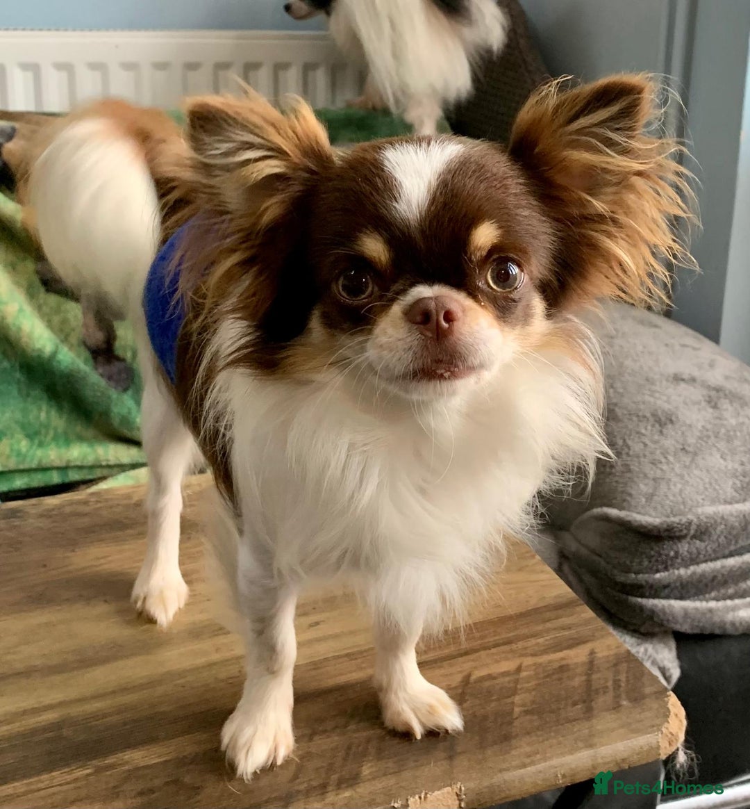 Chihuahua dogs for sale: READY TO GO!.   Last male Chihuahua puppy left - Image 15