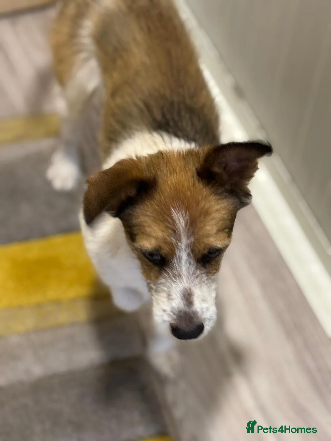 Mixed Breed dogs for adoption: Gorgeous Antonio looking for love - Advert 25