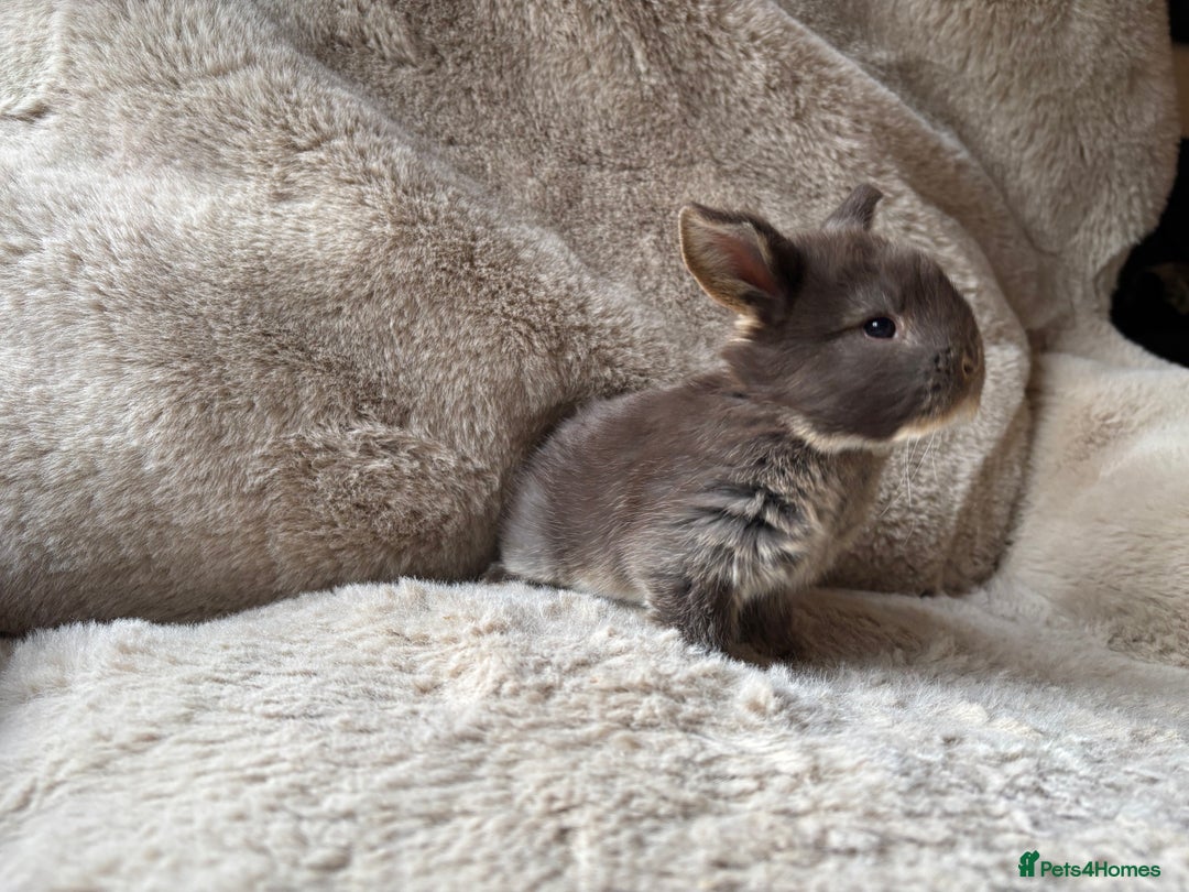 French Lop rabbits for sale: 4 beautiful French lops  - Advert 3