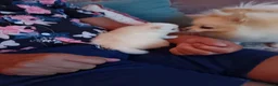 Pomeranian dogs for sale: White male baby Pomeranians  - Advert 27