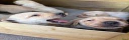 Labrador Retriever dogs for sale: 8 Labrador puppy’s for sale  - Advert 10