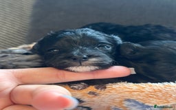 Maltipoo dogs for sale: F1 Toy Maltipoos - Image 15