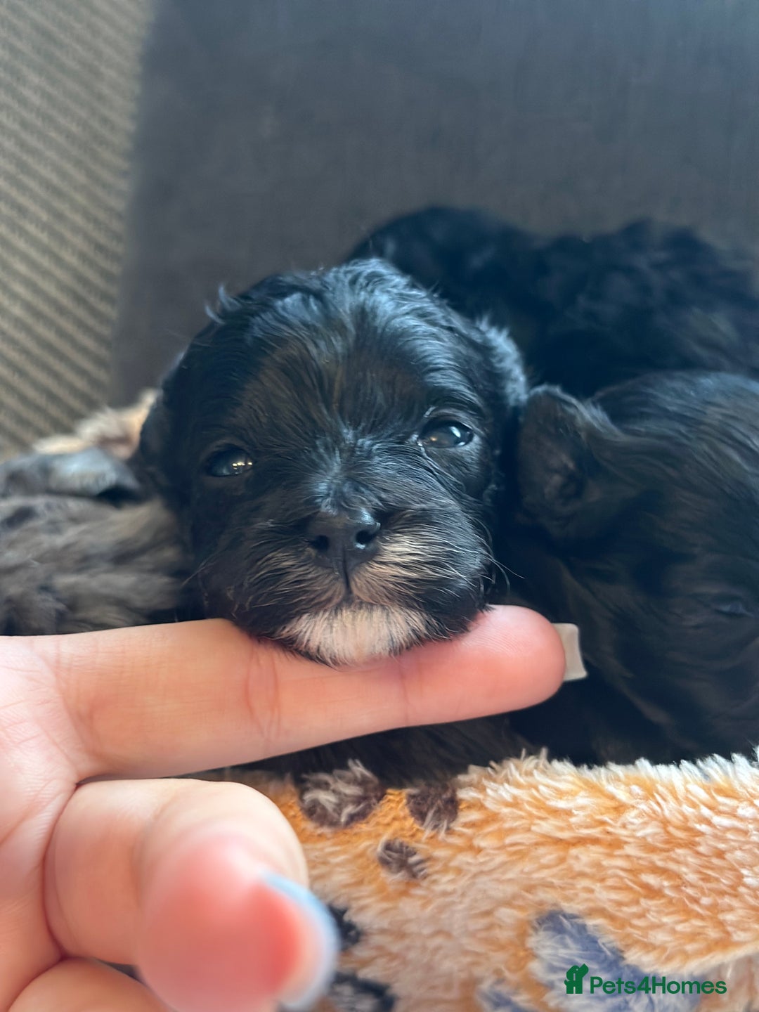 Maltipoo dogs for sale: F1 Toy Maltipoos - Image 15