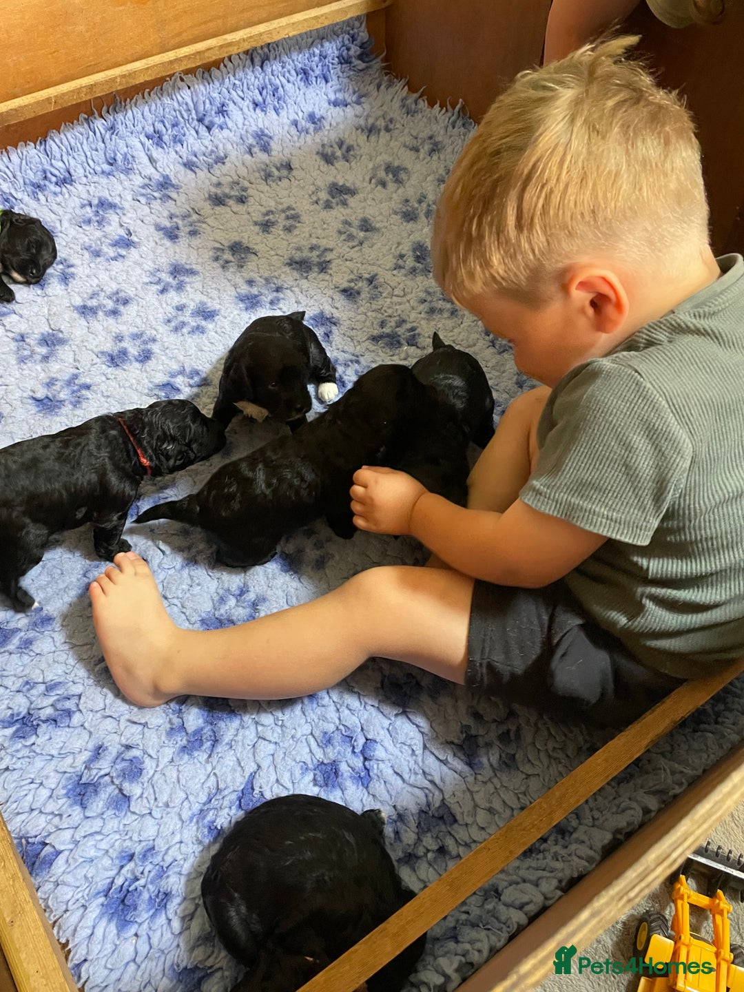 Cockapoo dogs for sale: Very Similar to the cockapoo Sproodle puppies - Image 23