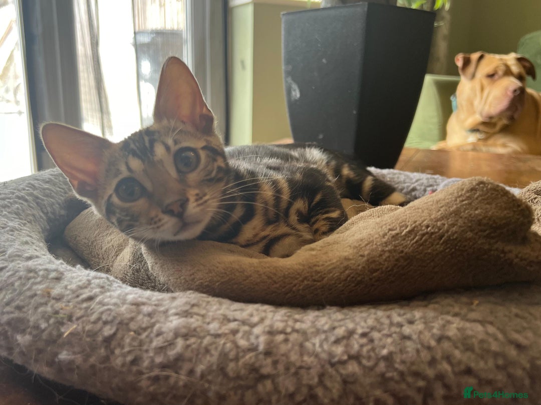 Bengal cats for sale: Beautiful Bengal Kittens Ready for Forever Homes - Image 30