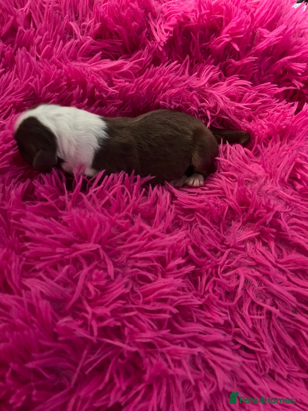 Australian Shepherd dogs for sale: Beautiful Australian Shepherd KC registration🥰 - Image 17