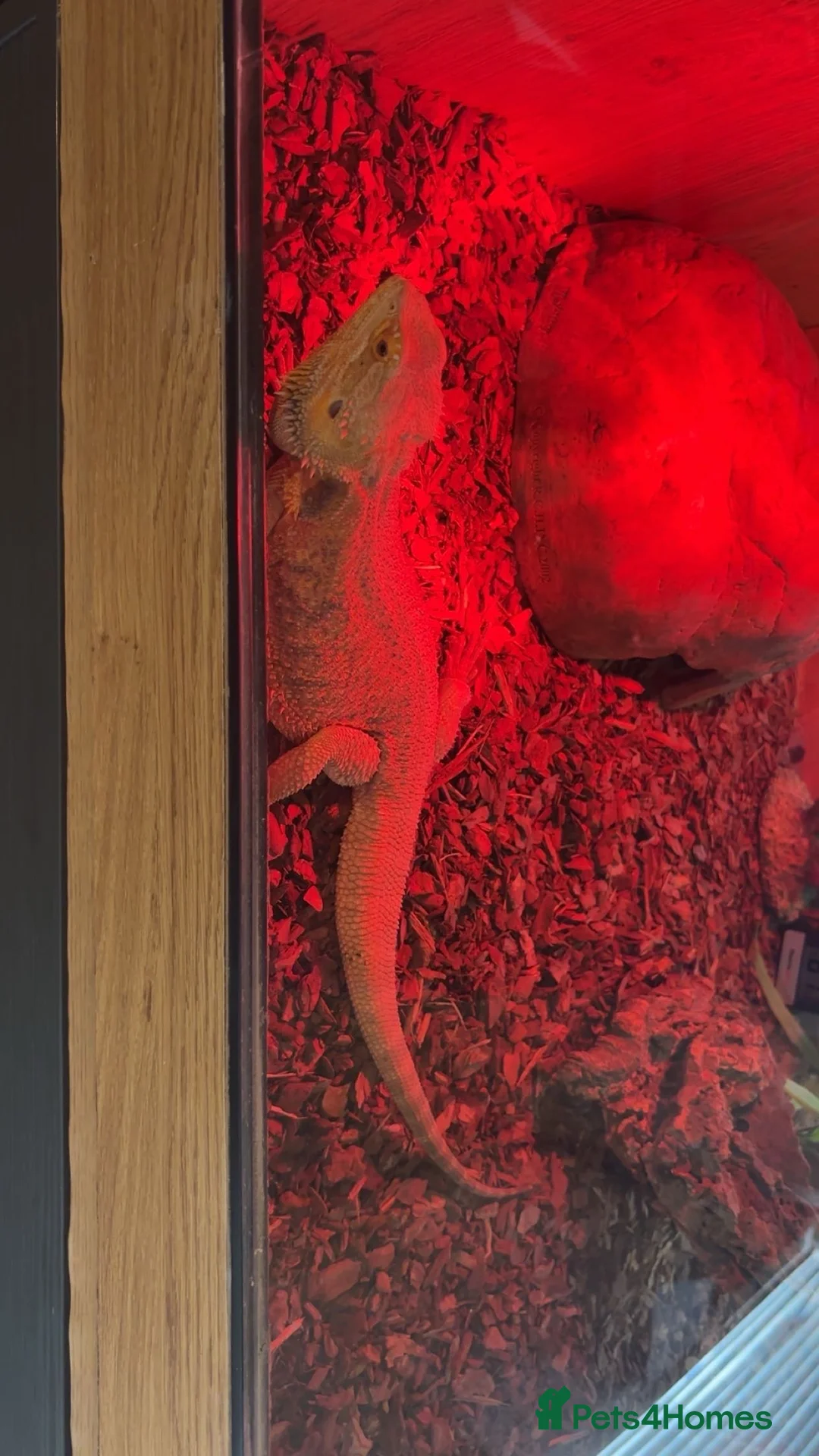 Bearded Dragon reptiles for sale: Female bearded dragon for sale in March - Advert 2