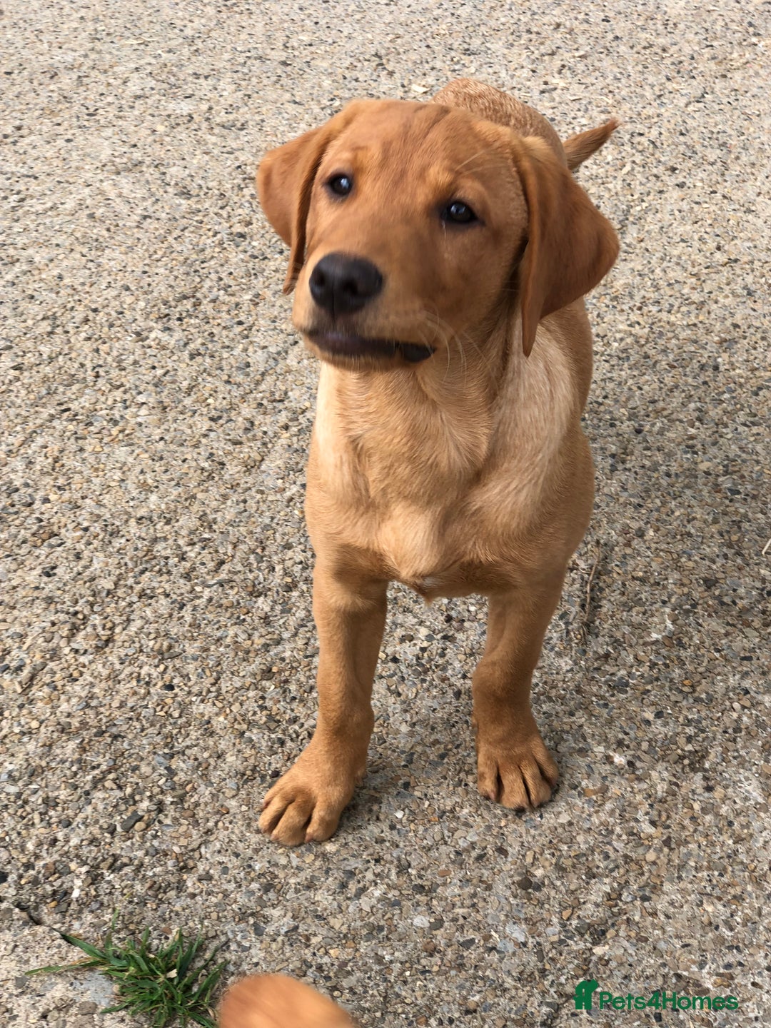 Labrador Retriever dogs for sale: 1 FOXRED LABRADOR PUPPY 5* Licensed breeder - Image 9