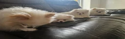 Pomeranian dogs for sale: pure white pomeranians 15 weeks old for sale - Advert 7