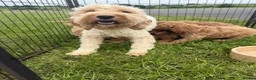Cockapoo dogs for sale: F1b COCKAPOO Puppies - Advert 3