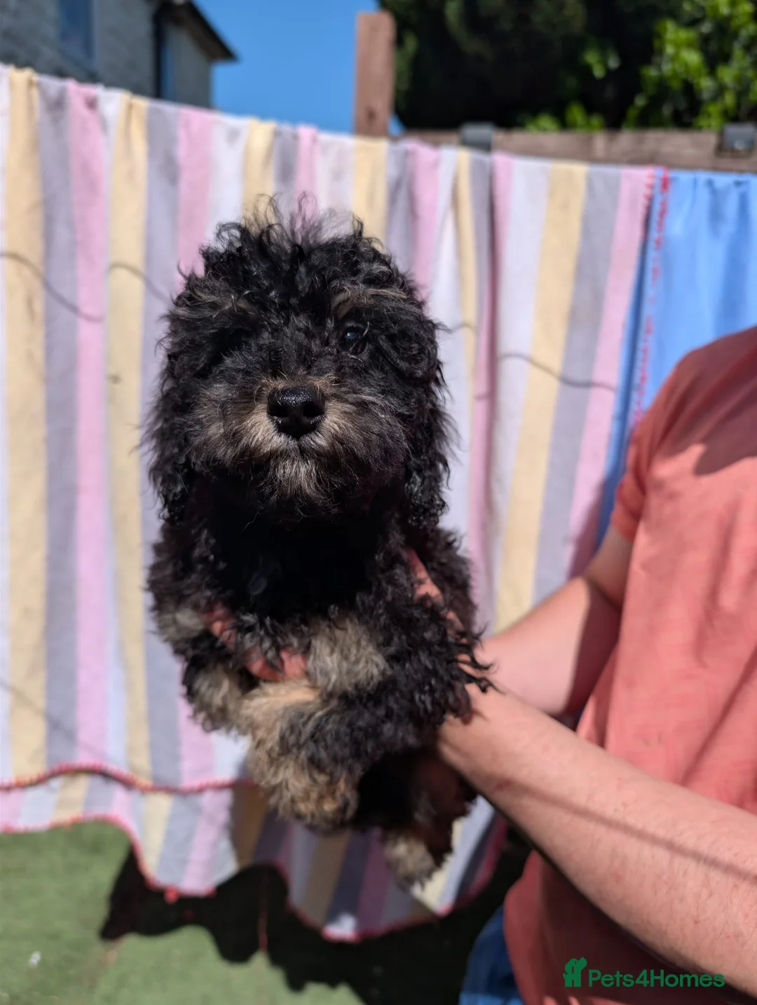 Toy Poodle dogs for sale: Kc registered toy poodles  - Advert 2