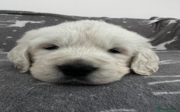 Golden Retriever dogs for sale: Golden Retriever Puppies 5 Generation Pedigree - Image 12