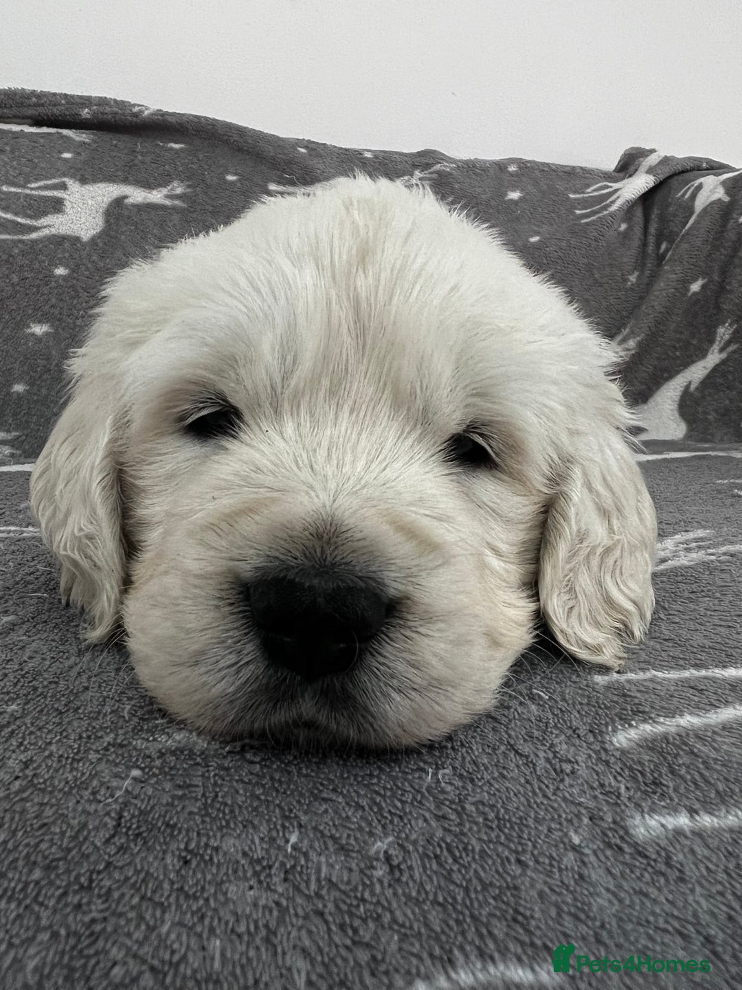 Golden Retriever dogs for sale: Golden Retriever Puppies 5 Generation Pedigree - Image 12