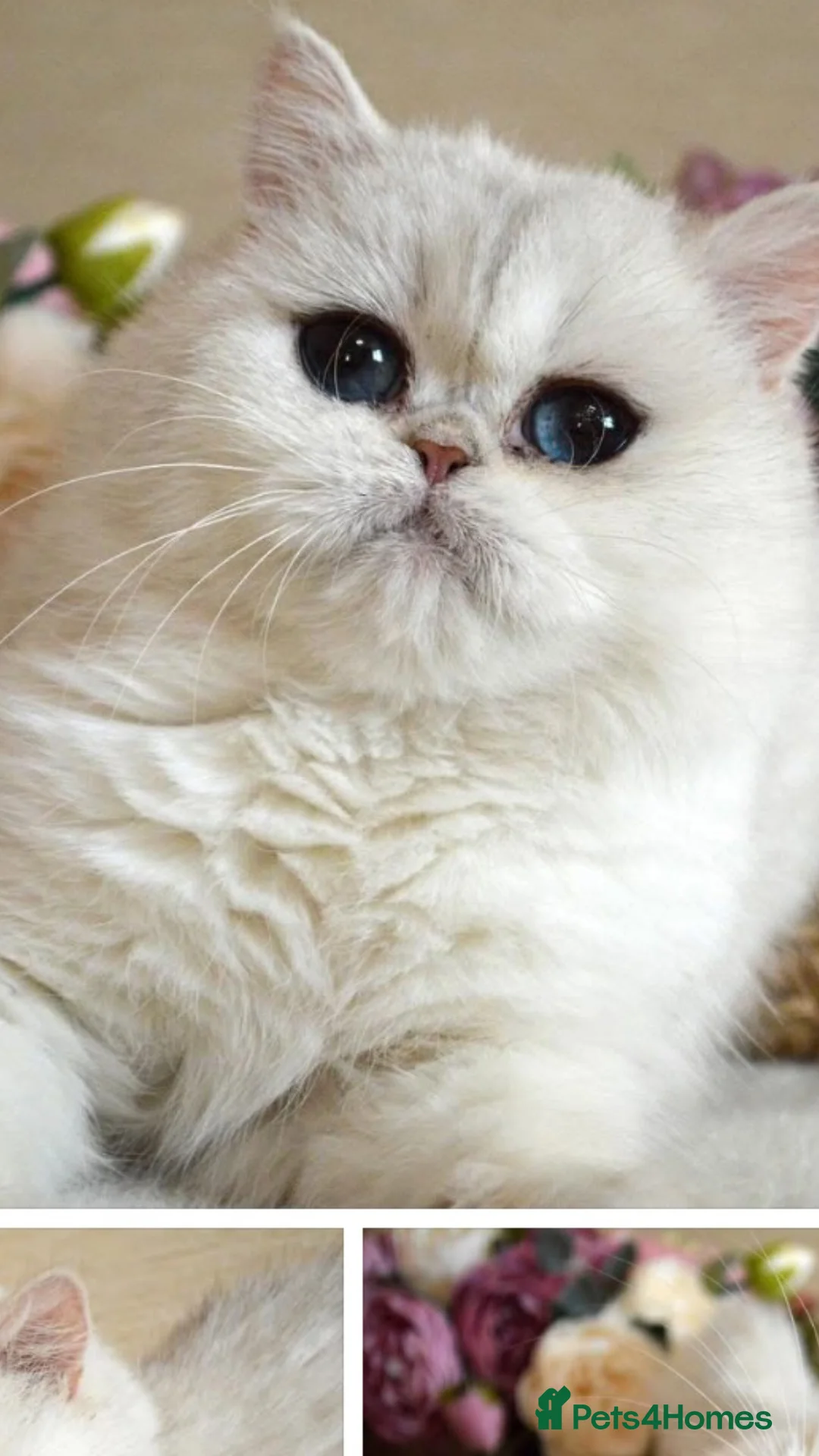 British Shorthair cats for sale: Rare💎 Golden Shaded Black Tipped Tabby  - Advert 2