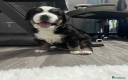 Bernese Mountain Dog dogs for sale: puppy  - Image 5