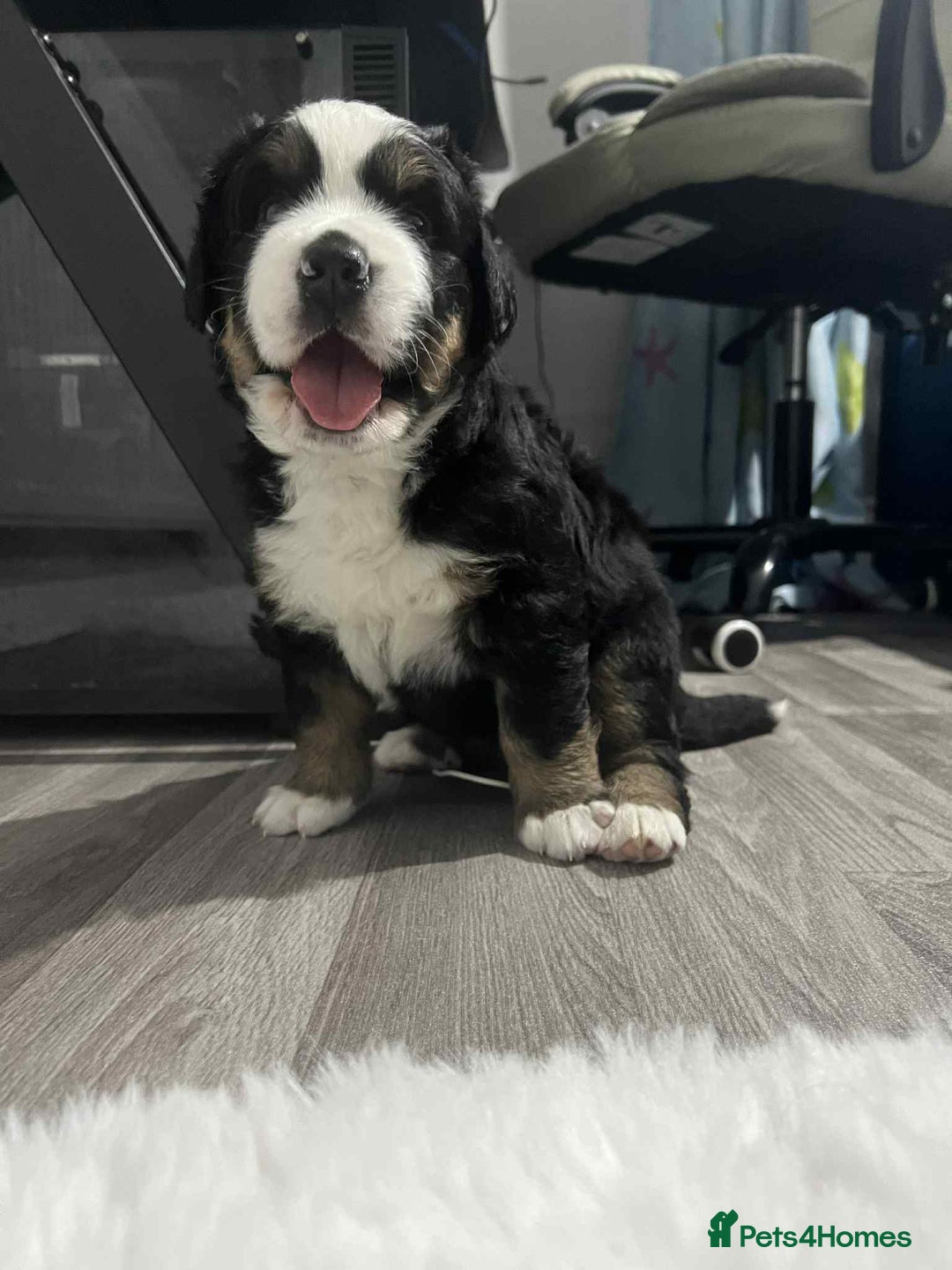 Bernese Mountain Dog dogs for sale: puppy  - Image 5