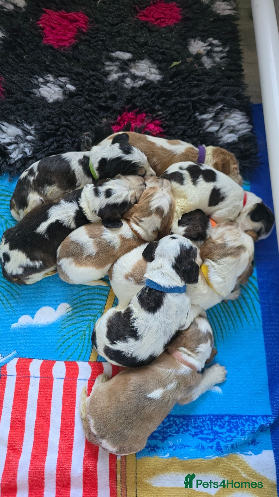Cocker Spaniel dogs KC Reg Show Cocker Spaniel Puppies - Advert 2