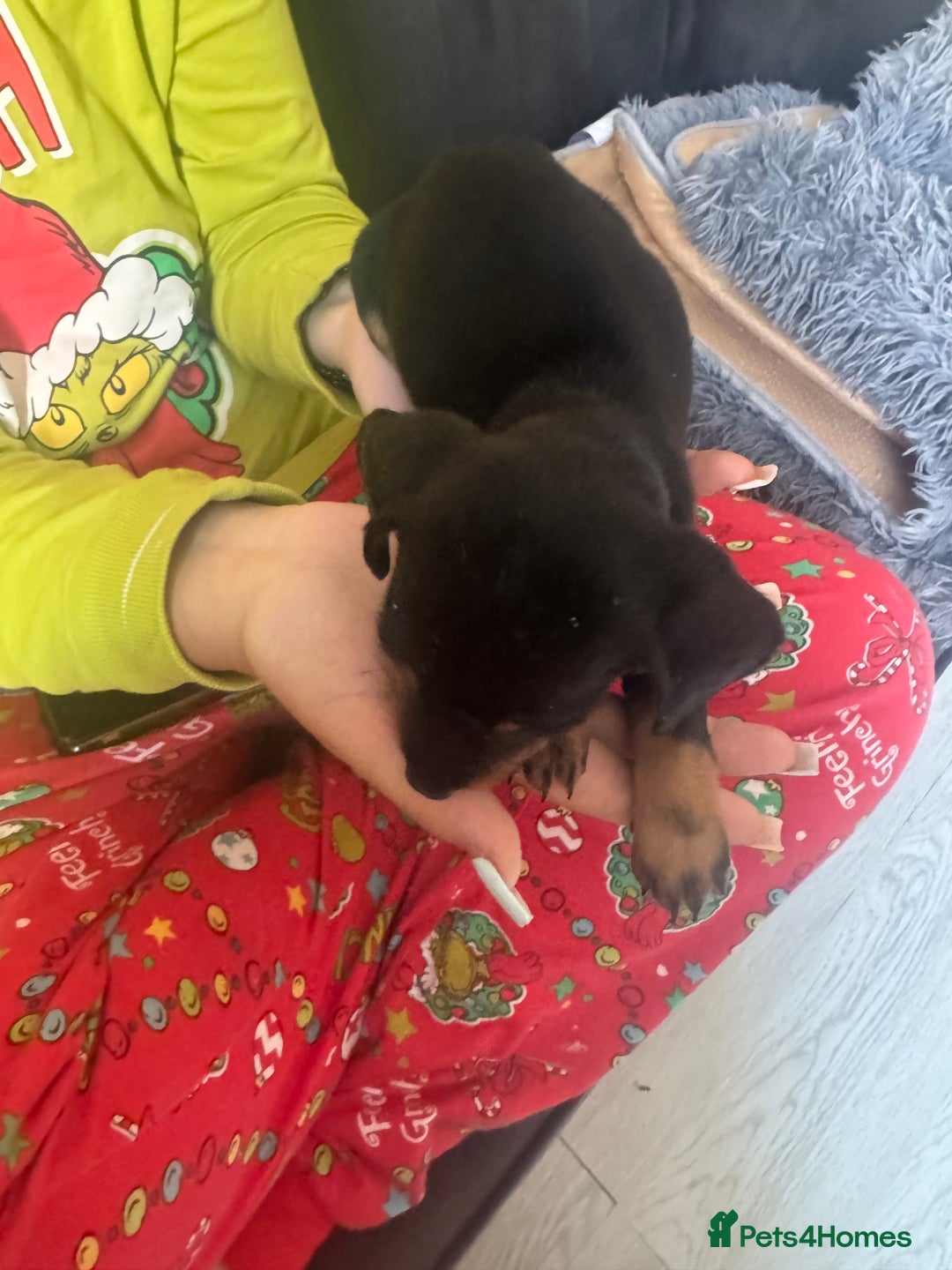Miniature Dachshund dogs for sale: Very tiny 8 week old miniature dachshund  - Image 13
