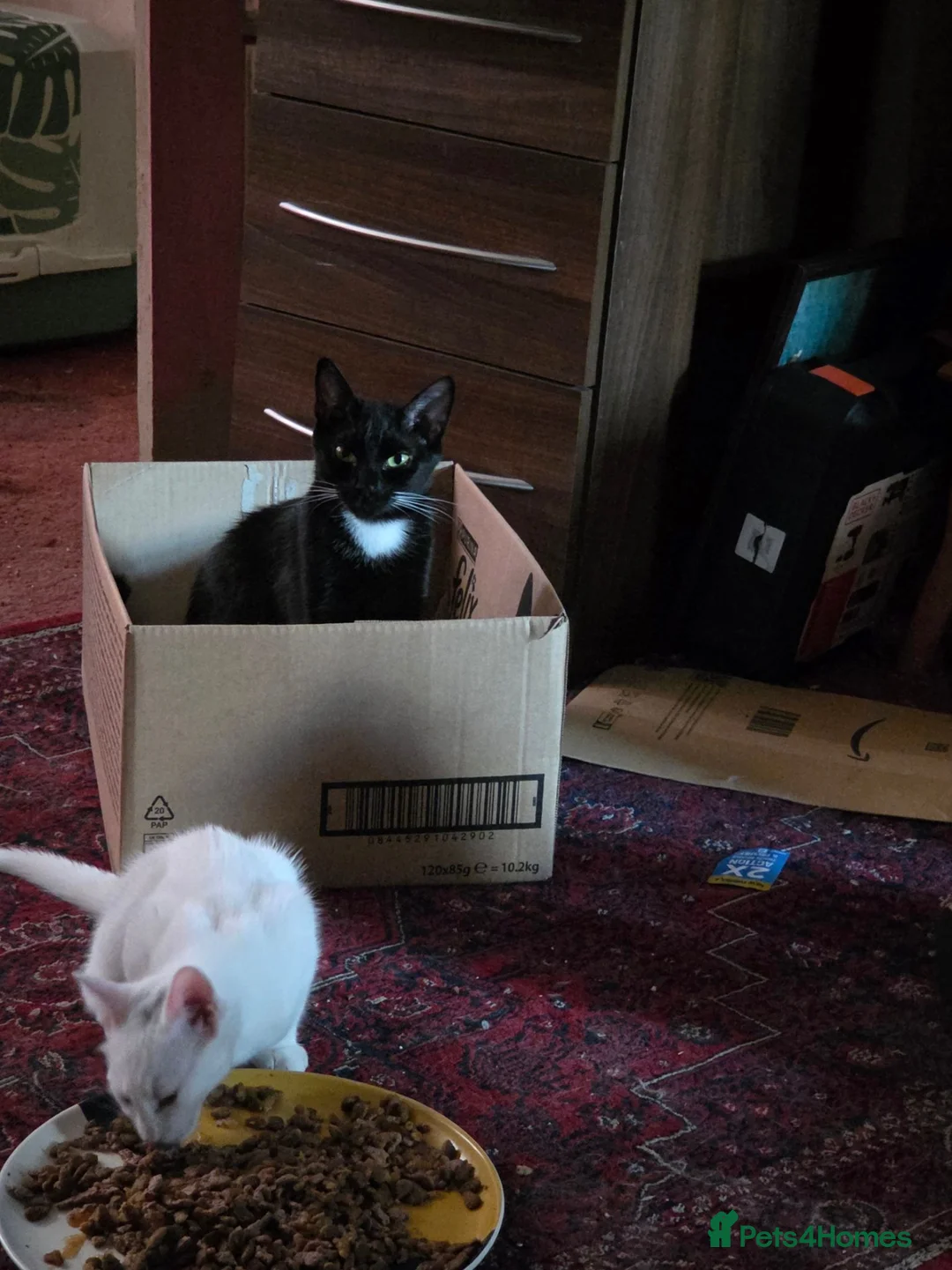 British Shorthair cats for sale: 4, 5 month old cats - Advert 1