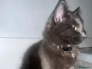 Maine Coon cats maine coon cross - Advert 6