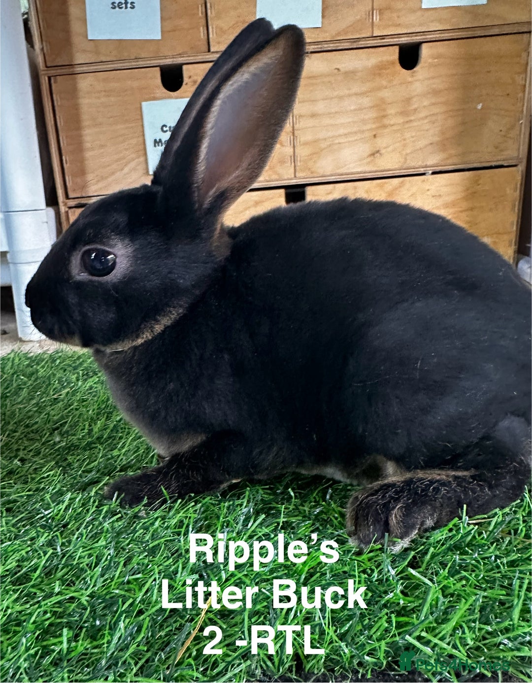 Rex rabbits for sale: Black and Tan Mini Rex  - Image 33