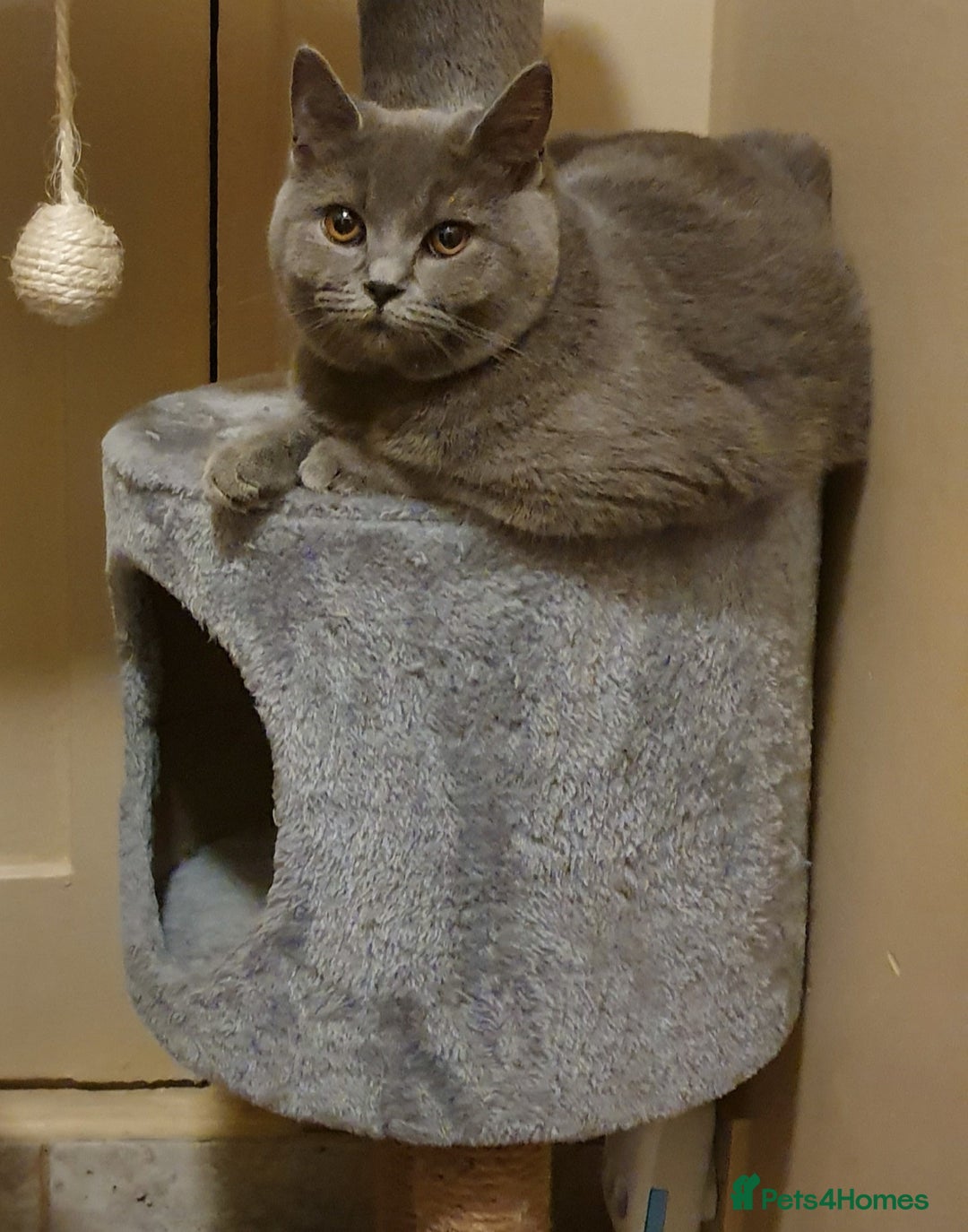 British Shorthair cats for sale: BSH kittens 💙🖤 - Image 16