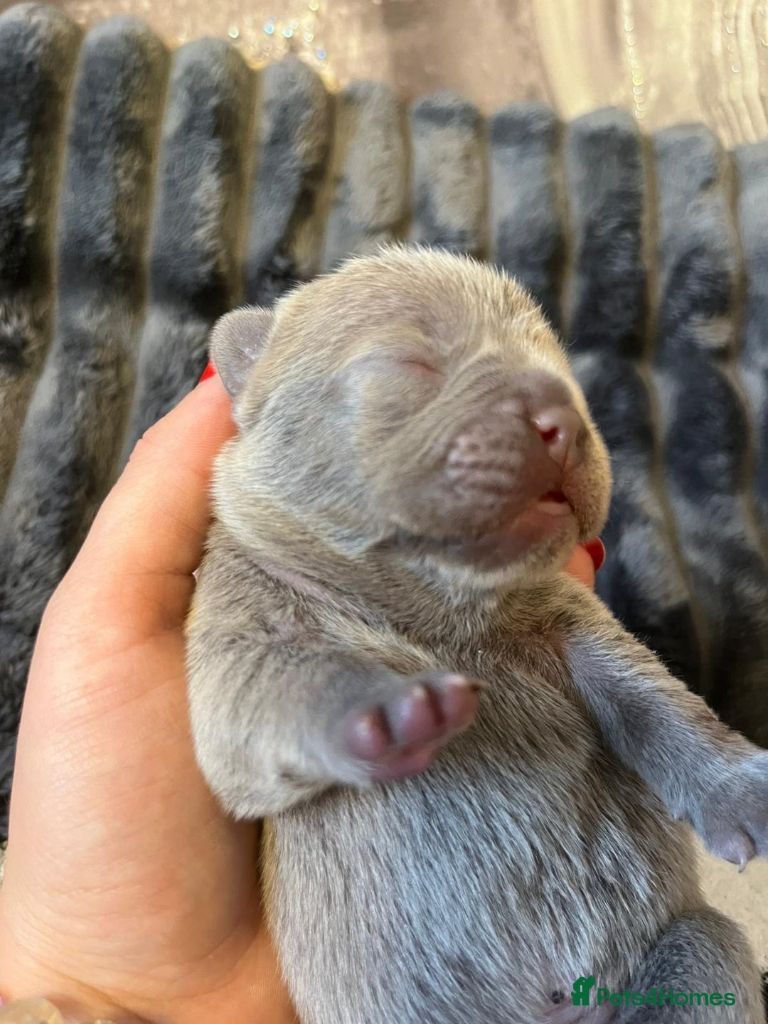 French Bulldog dogs for sale: French bulldog puppies ready for reservation  - Image 4