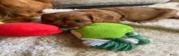 Cavapoo dogs for sale: Red Cavapoo babies - Advert 1