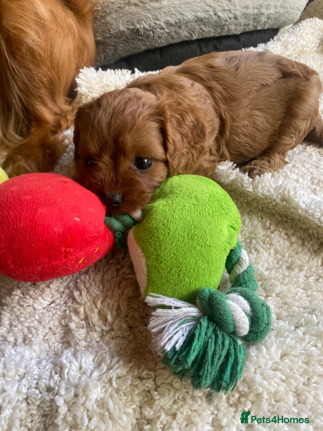 Cavapoo dogs for sale: Red Cavapoo babies - Advert 1