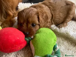 Cavapoo dogs Red Cavapoo babies - Advert 13