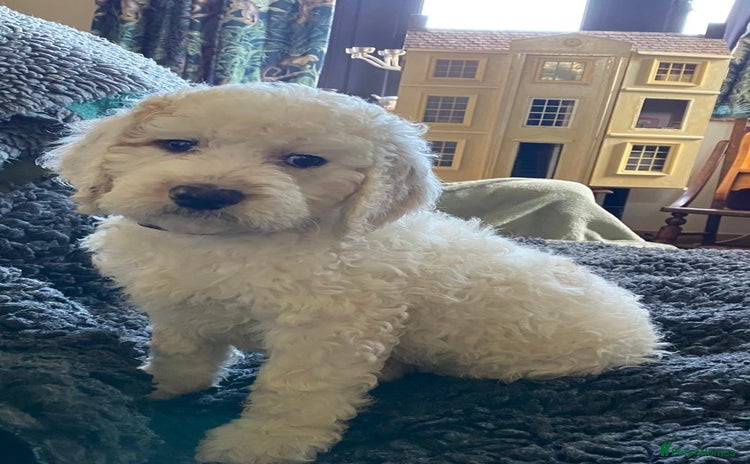 Clumber Spaniel dogs in Keighley - Advert 1
