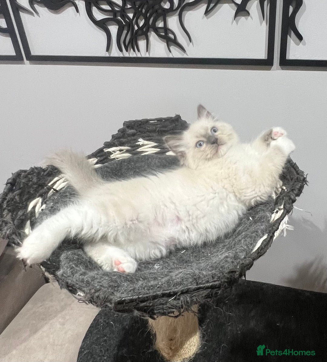 Ragdoll cats for sale: 3 Ragdoll kittens  - Advert 30