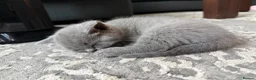 British Shorthair cats for sale: 4 BSH in London - Advert 4