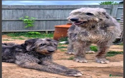 Irish Wolfhound dogs for sale: 2 KC irish wolfhounds 4 years - Image 1