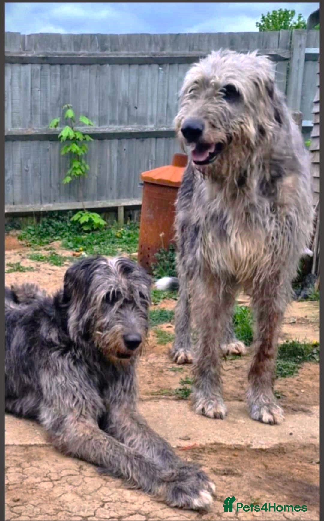 Irish Wolfhound dogs for sale: 2 KC irish wolfhounds 4 years - Image 1