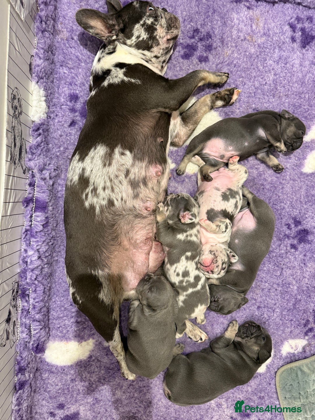 French Bulldog dogs for sale: French bulldogs ready for  **   **   - Advert 4