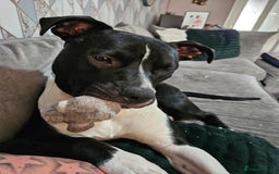 Mixed Breed dogs for sale: Staffordshire bull terrior x American bull dog - Image 1