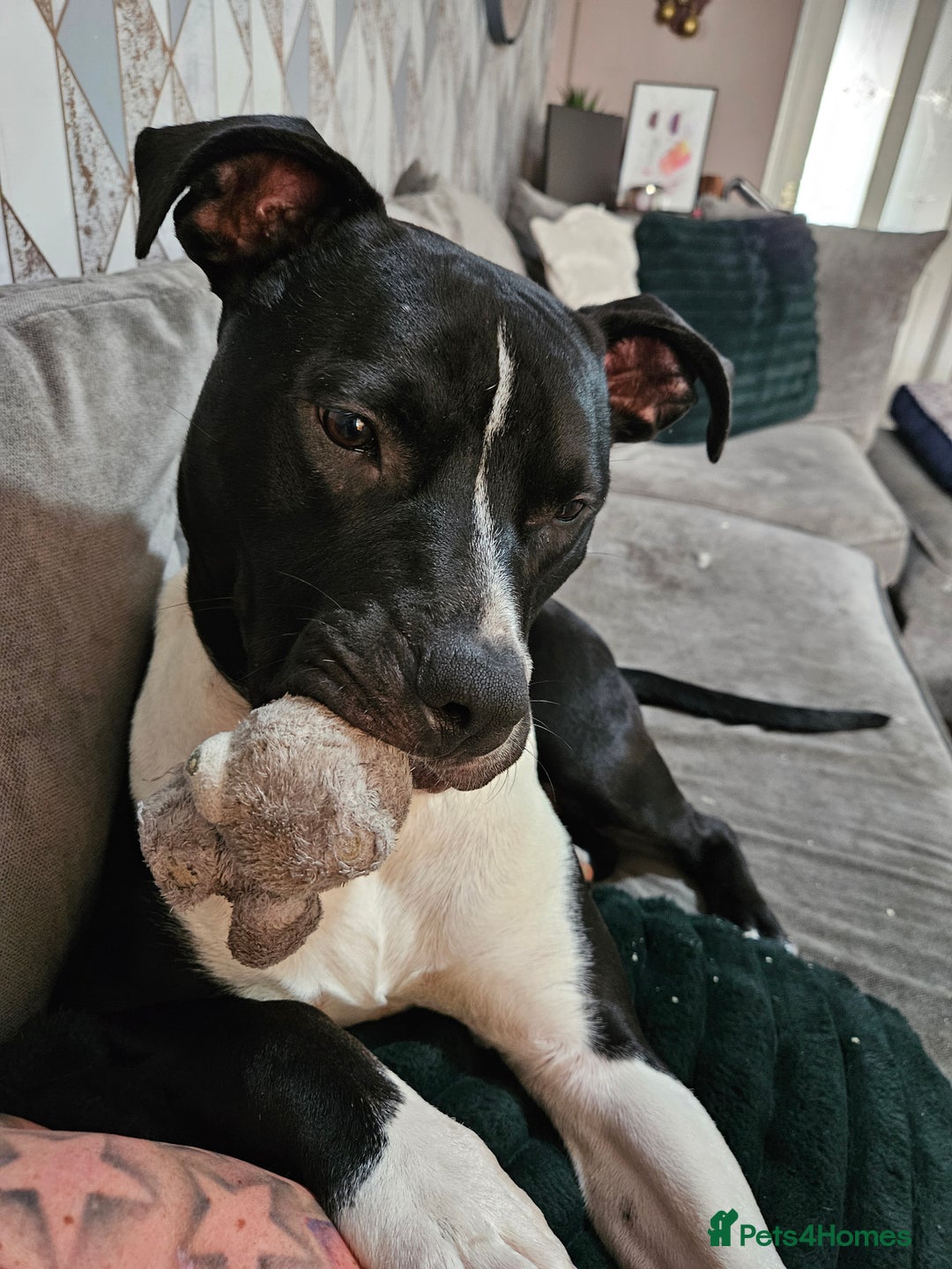 Mixed Breed dogs for sale: Staffordshire bull terrior x American bull dog - Image 1