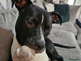 Mixed Breed dogs - Advert 34