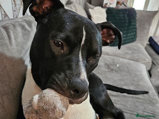 Mixed Breed dogs Staffordshire bull terrior x American bull dog - Advert 1