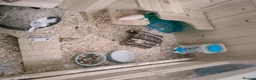 Hamster rodents for sale: Female Russian hamster for sale with full set up in Stoke-on-Trent - Advert 6