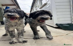 Mixed Breed dogs for adoption: Noodle and Lulu Lemon are in need of a home! - Image 4
