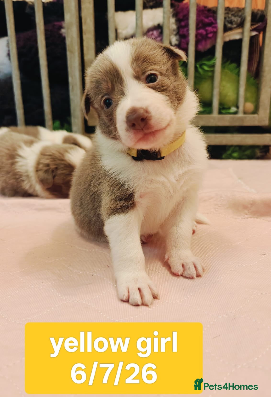 Border Collie dogs KC registered Border collie pups for sale - Advert 2