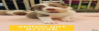 Yellow collar girl